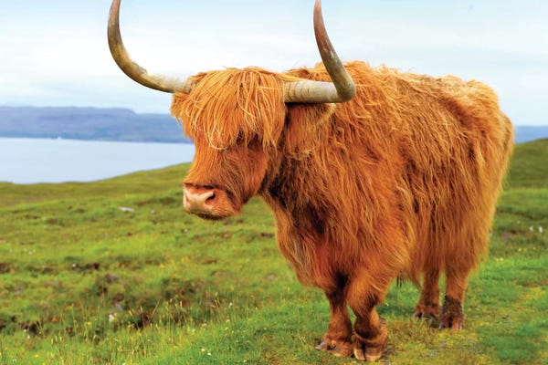 Scotland: Highland Cow I by Susanne Kremer