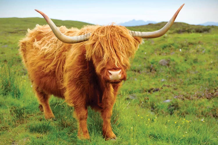 Highland Cow II by Susanne Kremer wall art