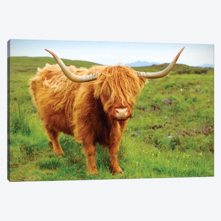 Highland Cow II Canvas Print #SKR85} by Susanne Kremer Art Print