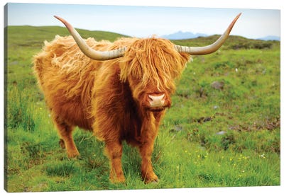 Highland Cow II Canvas Art Print - United Kingdom Art