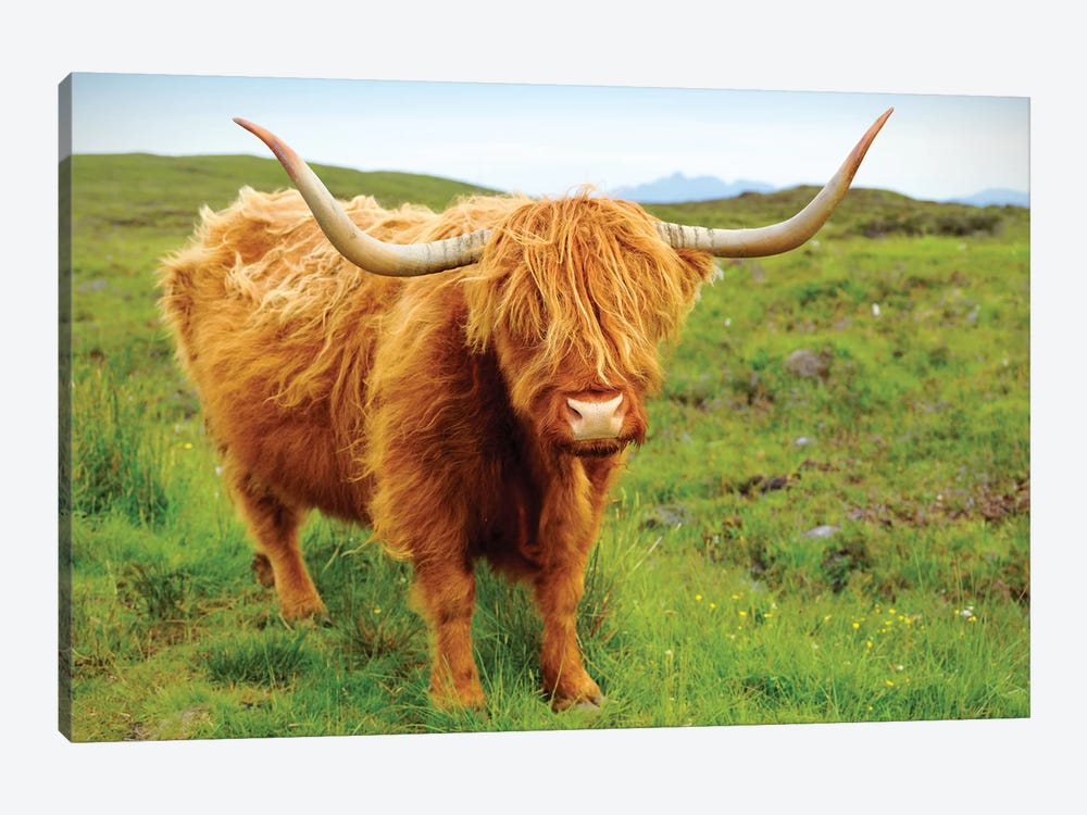 Highland Cow II by Susanne Kremer 1-piece Canvas Art