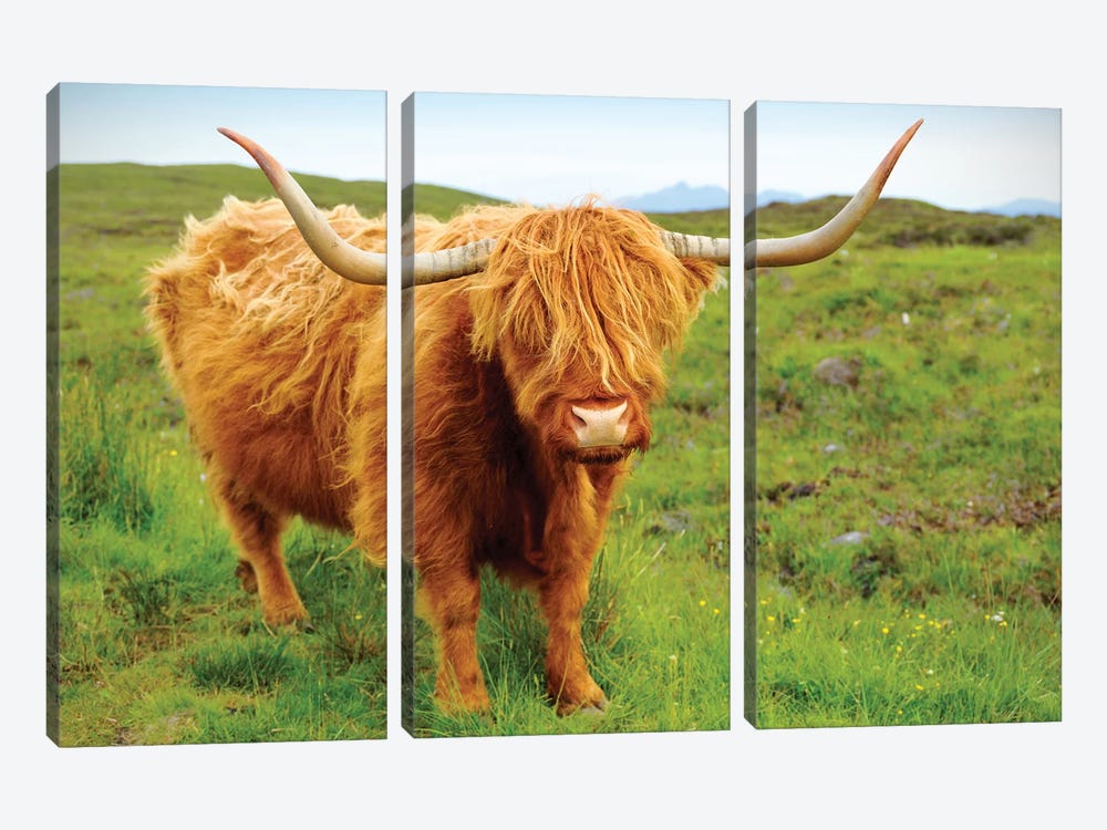 Highland Cow II by Susanne Kremer 3-piece Canvas Art