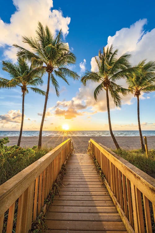 Palm Tree Path, Florida