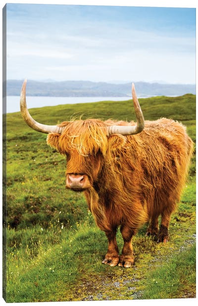 Highland Cow III Canvas Art Print - Cow Art