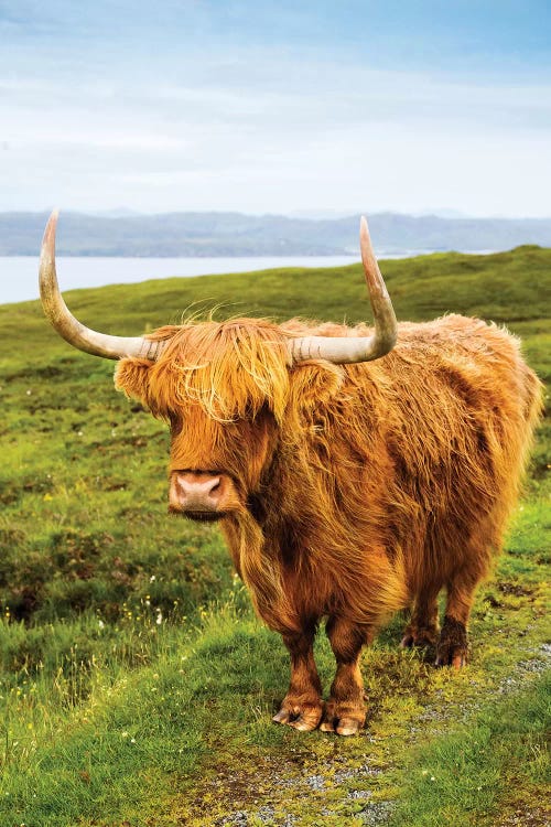 Highland Cow III by Susanne Kremer wall art