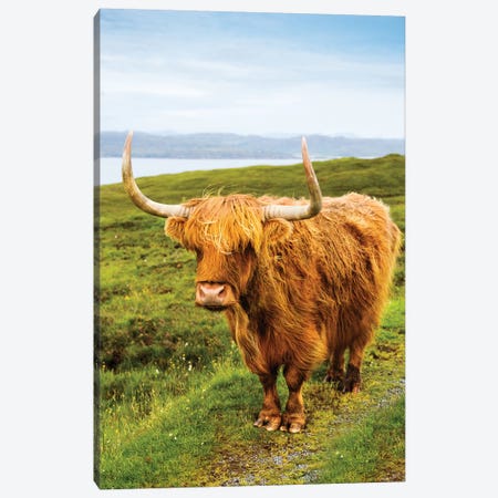 Highland Cow III Canvas Print #SKR86} by Susanne Kremer Canvas Art Print