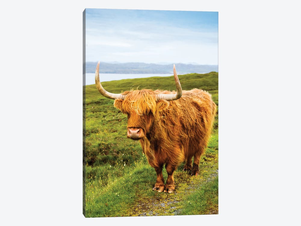 Highland Cow III by Susanne Kremer 1-piece Art Print