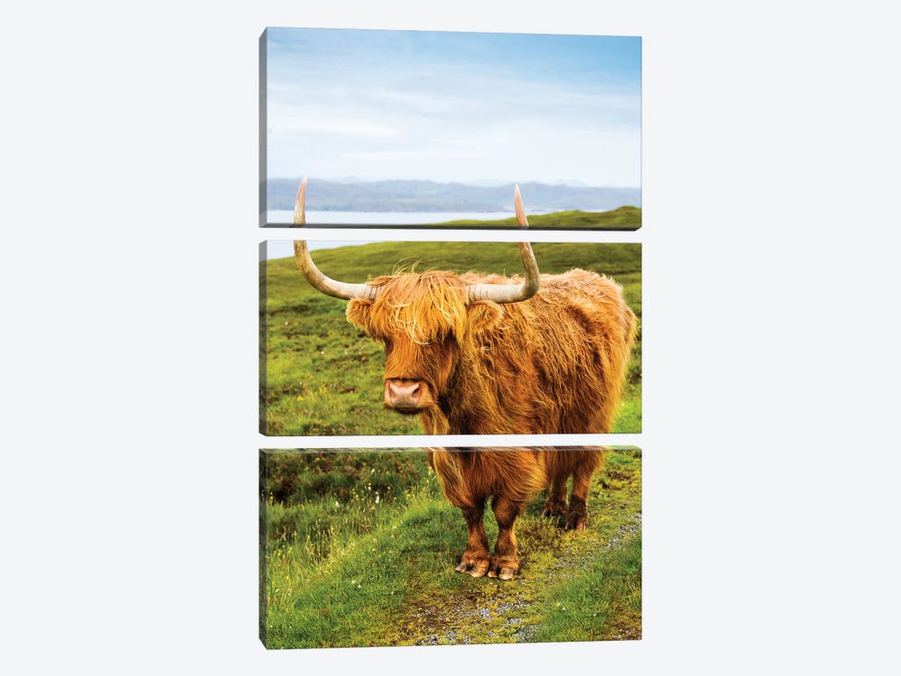 Highland Cow III by Susanne Kremer 3-piece Art Print
