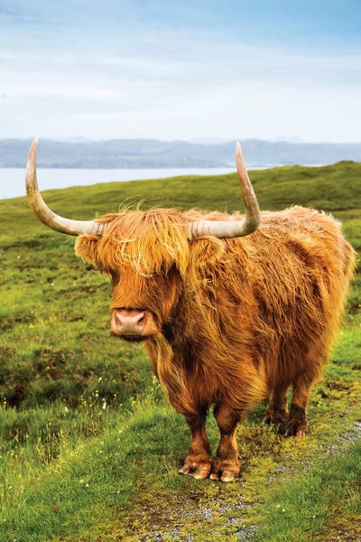 Picturesque Photographers: Highland Cow III by Susanne Kremer