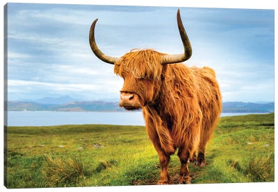 Highland Cow IV Canvas Art Print - Scotland Art