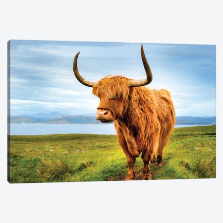 Highland Cow IV Canvas Print #SKR87} by Susanne Kremer Canvas Art Print