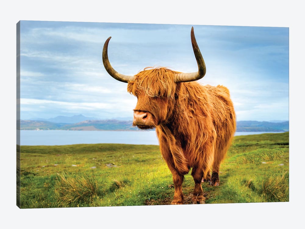 Highland Cow IV by Susanne Kremer 1-piece Canvas Wall Art