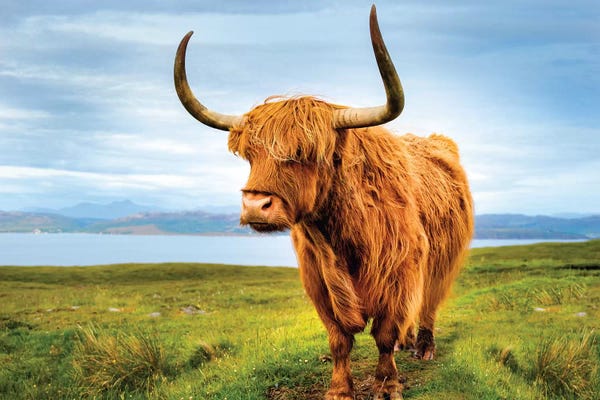 Scotland: Highland Cow IV by Susanne Kremer