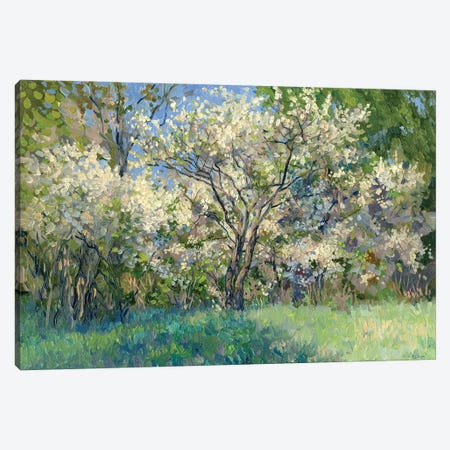 Cherry Blossom Time Canvas Print #SKZ11} by Simon Kozhin Canvas Art Print