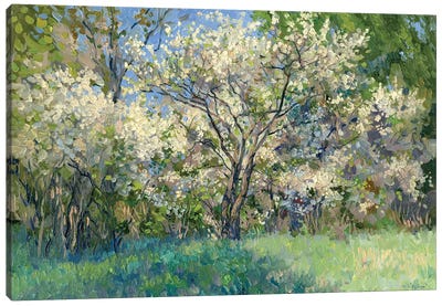 Cherry Blossom Time Canvas Art Print - Art Enthusiast