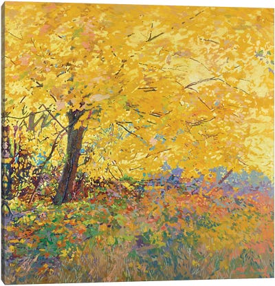 Autumn Maple Canvas Art Print - Plein Air Paintings