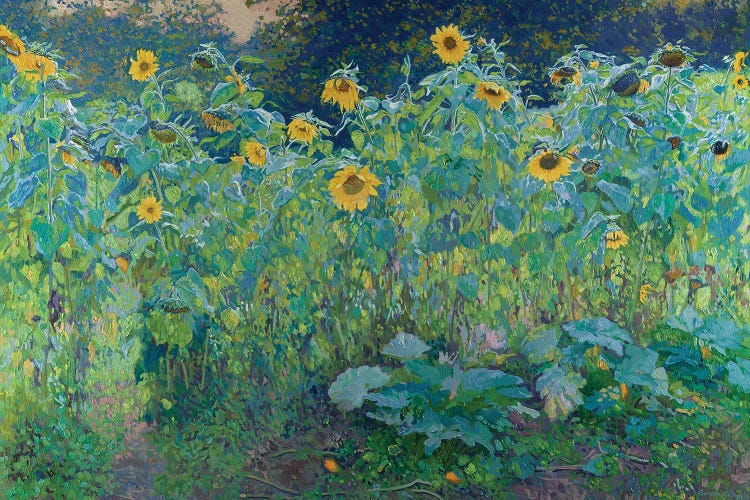 Sunflowers In Kolomenskoye