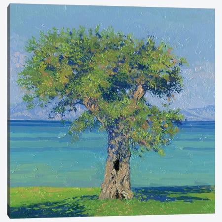 Olive Tree On The Coast Of Dasia Canvas Print #SKZ236} by Simon Kozhin Canvas Artwork