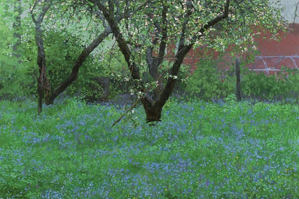 Forget-Me-Not Flowers