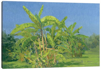 Banana Garden. Belek Canvas Art Print - Turkey Art