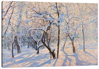 Apples In Snow Canvas Art Print - Apple Tree Art