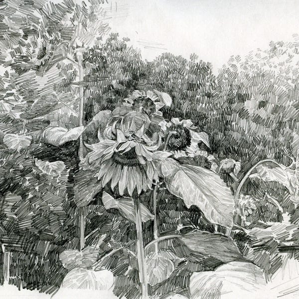 Fine Art Print: Sunflowers Monochrome by Simon Kozhin