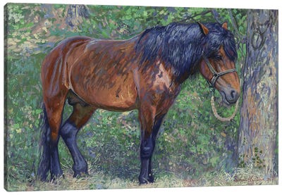 Horse In The Shade Of Trees Canvas Art Print - Simon Kozhin