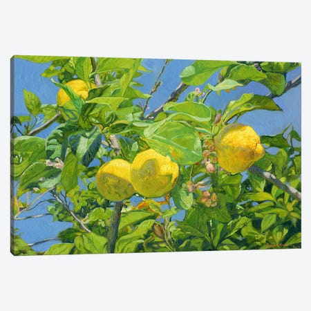 Lemons Canvas Print #SKZ318} by Simon Kozhin Canvas Art