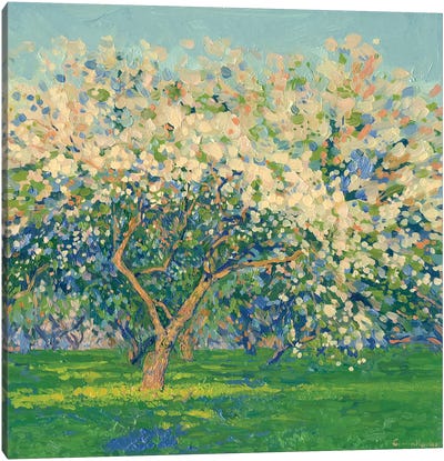Kolomenskoye Blooming Apple Trees In The Evening Canvas Art Print - Simon Kozhin