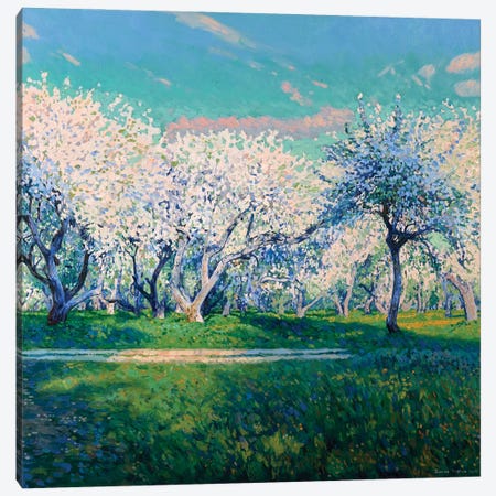 Apple Blossoms Canvas Print #SKZ58} by Simon Kozhin Canvas Print