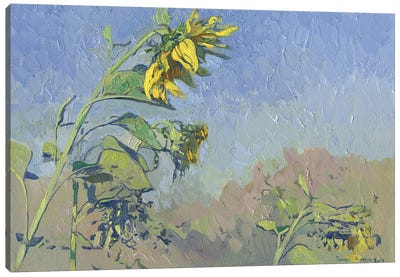 Sunflowers Canvas Art Print - Simon Kozhin