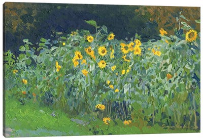 Sunflowers Kolomenskoye Canvas Art Print - Simon Kozhin