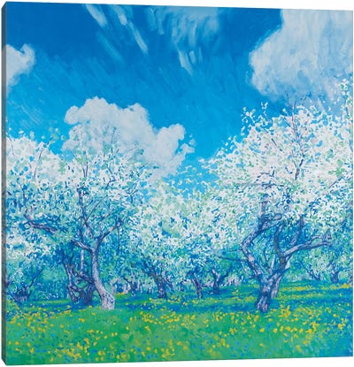 May Blooming Apple Trees Canvas Art Print
