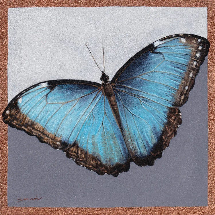 Blue Morpho