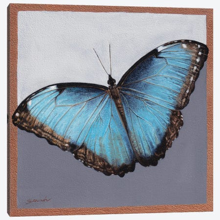 Blue Morpho Canvas Print #SLA58} by Sally Lancaster Canvas Print