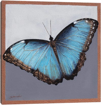 Blue Morpho Canvas Art Print - Sally Lancaster