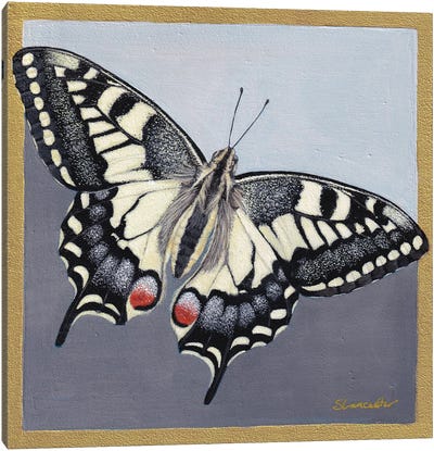 Yellow Swallowtail Canvas Art Print - Sally Lancaster