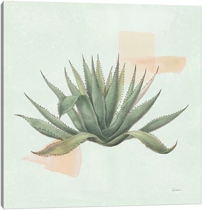 Desert Color Succulent I Mint Canvas Art Print - Sue Schlabach