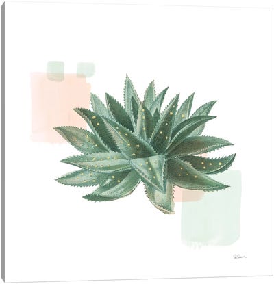 Desert Color Succulent II Mint Canvas Art Print - Sue Schlabach