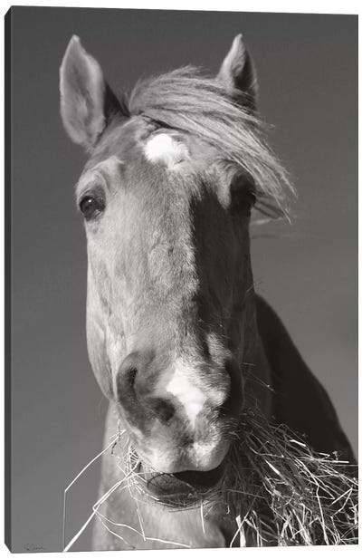 Feeding Time In Black And White Canvas Art Print - Sue Schlabach