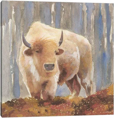 White Buffalo Canvas Art Print
