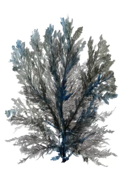 Coral: Ocean Bloom III by Stellar Design Studio