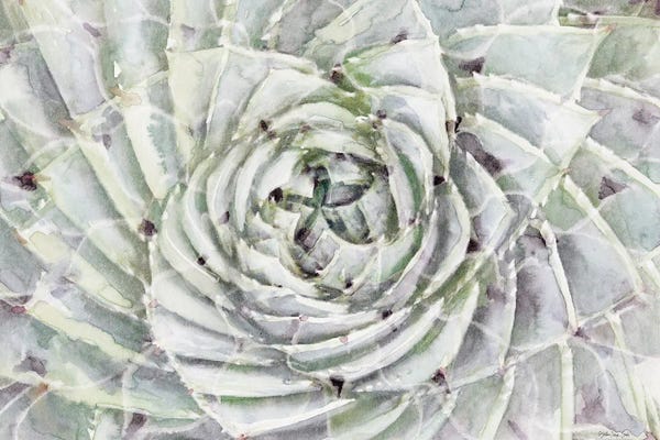 Succulents: Succulent Macro by Stellar Design Studio