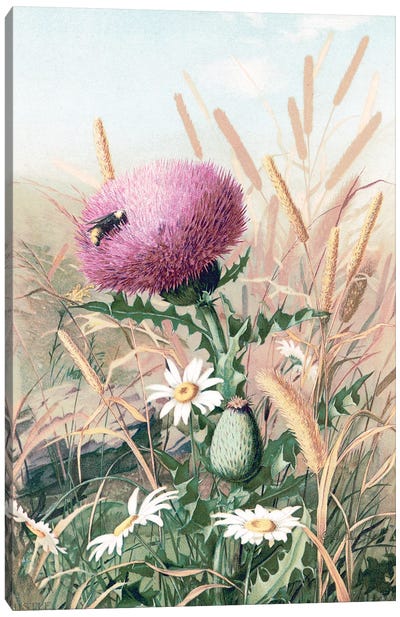 Meadow Flowers I Canvas Art Print - Stellar Design Studio