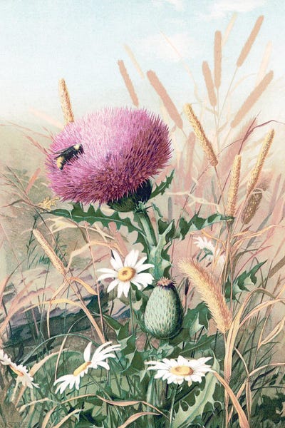 Wildflowers: Meadow Flowers I by Stellar Design Studio
