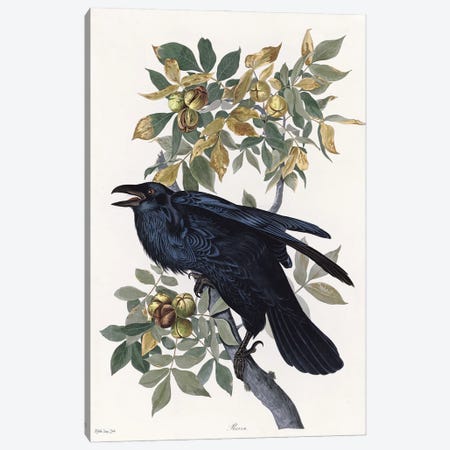 Vintage Crow II Canvas Print #SLD411} by Stellar Design Studio Canvas Print