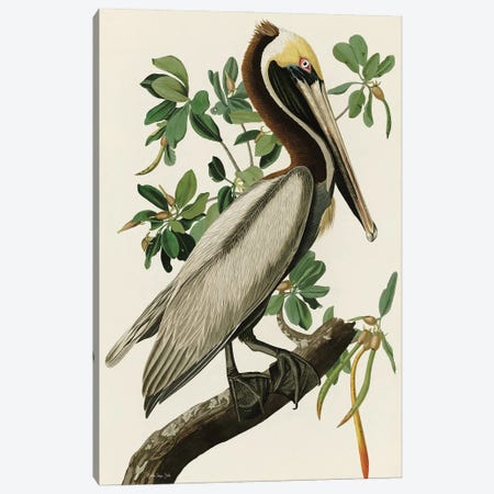 Audubon Brown Pelican Canvas Print #SLD416} by Stellar Design Studio Canvas Art