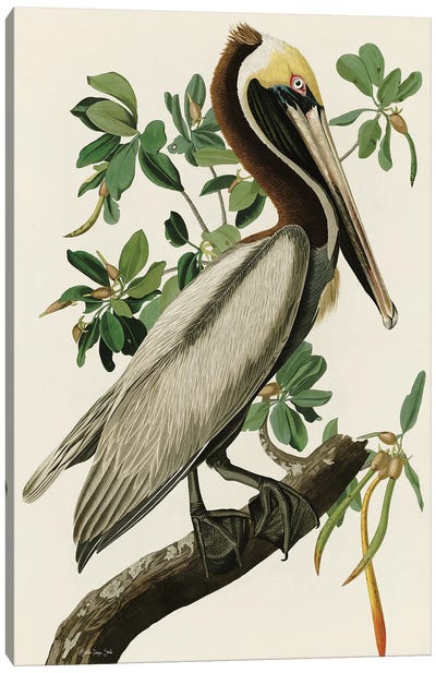 Audubon Brown Pelican Canvas Art Print - Pelican Art