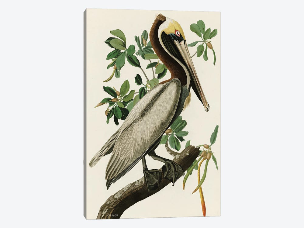 Audubon Brown Pelican by Stellar Design Studio 1-piece Canvas Print
