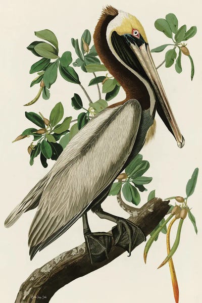 Vintage Animal Illustrations: Audubon Brown Pelican by Stellar Design Studio